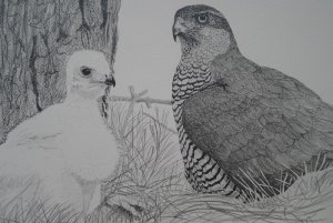 Goshawks