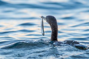 European shag with fish