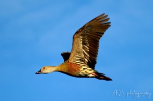 Plumed Whistling Duck (in flight)