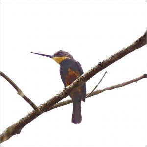 Dusky-backed Jacamar (female)