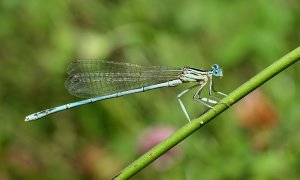 White-legged Damselfly