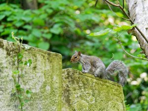 Grey Squirrel on a tombstone