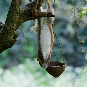 Grey Squirrel acrobatics III