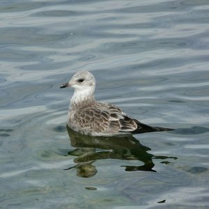 Juvenile Mew Gull