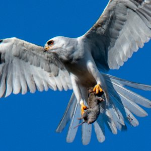 White-tailed Kite with Prey