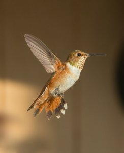 Rufous Hummingbird