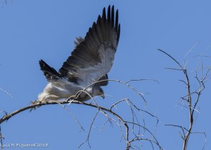 Black-chested buzzard-eagle