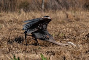 Great Blue Heron striking prey