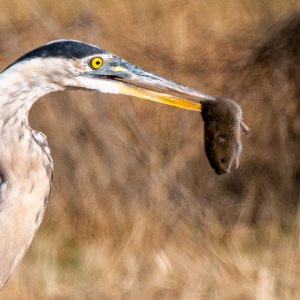 Great Blue Heron with prey