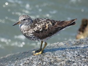 Surfbird