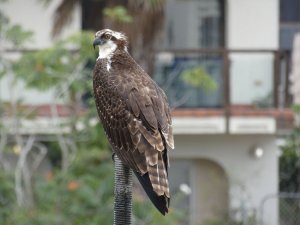 Western Osprey