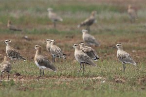 Sociable Lapwings