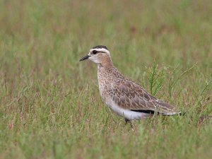 Sociable Lapwing