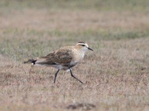 Sociable Lapwing