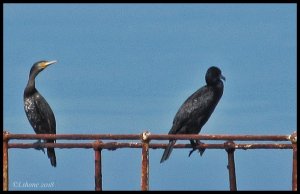 Pair of Cormorants