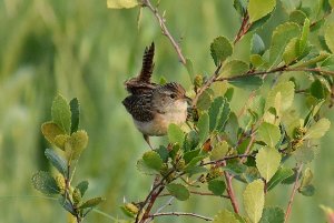 Sedge Wren