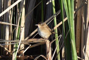 Marsh Wren