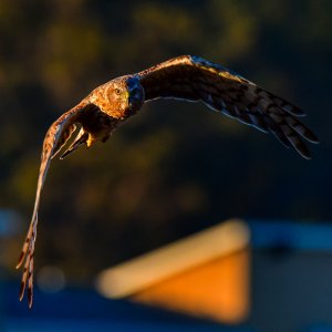 Female northern harrier at sunset