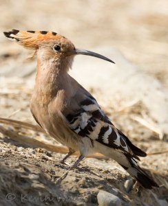 Hoopoe