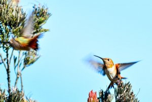 Humming bird battles (female Allen's Hummingbird)