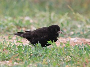 Black Lark