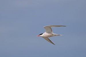 Artic Tern