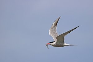 Common Tern