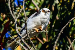 One-eyed White-tailed Kite