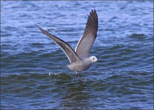 Gray Gull