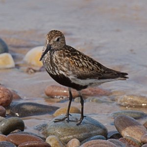 Dunlin