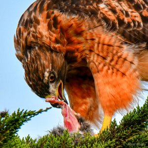 Red-tailed hawk with small rabbit