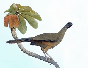 Rufous-vented Chachalaca