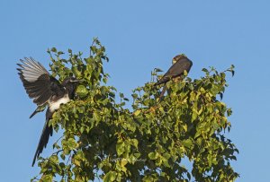 Attack of the Magpies