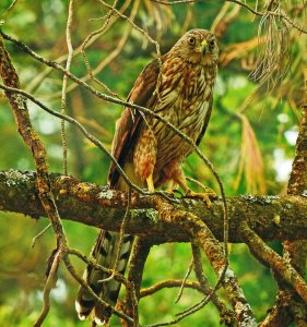 2nd-year Cooper's Hawk