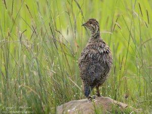 Moorland Francolin (Scleroptila psilolaema)