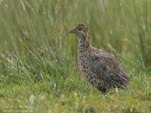 Moorland Francolin (Scleroptila psilolaema)