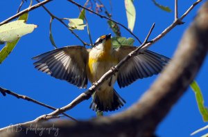 Striated Pardalote (displaying)