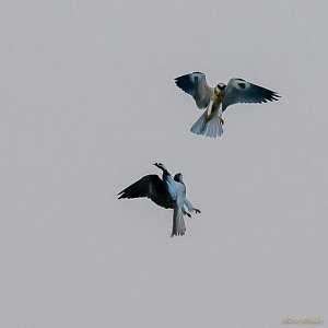 Juvenile and adult white-tailed kite sky dancing