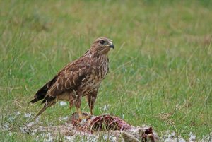 Buzzard