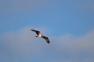 Osprey