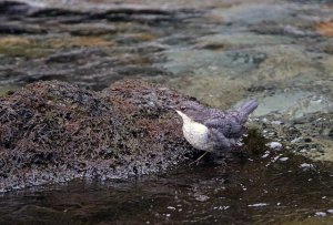 Juvenile Dipper