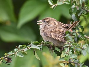 House Sparrow juvenile