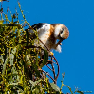 Juvenile white-tailed kite scratching his ear