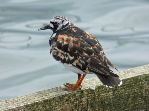 Ruddy Turnstone