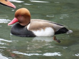 Red-Crested Pochard