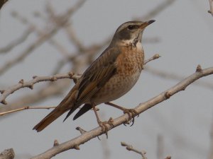 Naumann's Thrush