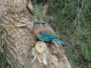 Indian Roller