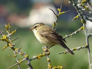 Sedge Warbler