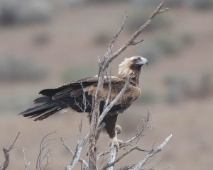 Wedge-tailed Eagle (juv)