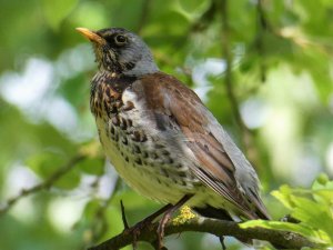 Fieldfare